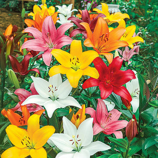 Asiatic Lily Mixture Super Sak