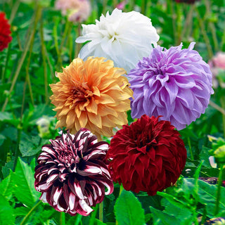 Beach Ball Dahlia Mixture