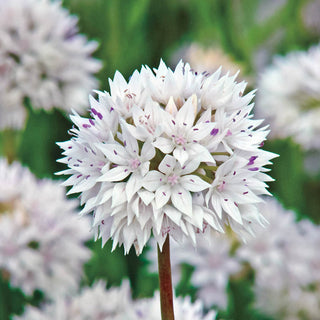 Allium Graceful