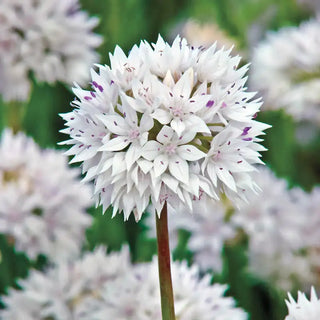 Graceful Beauty Allium