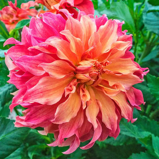 Belle Of Barmera Dahlia