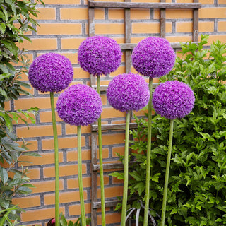 Allium Giganteum