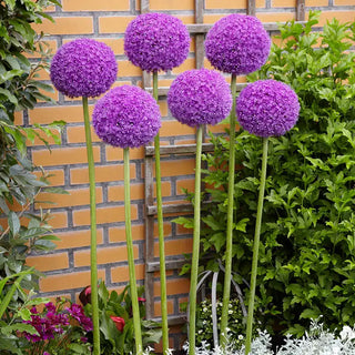 Allium Giganteum