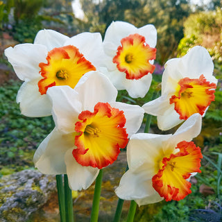 Pink Bomb Daffodil