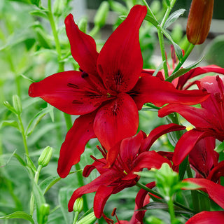 Red Highland Lily