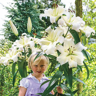 Great Expectations Lily Tree Collection