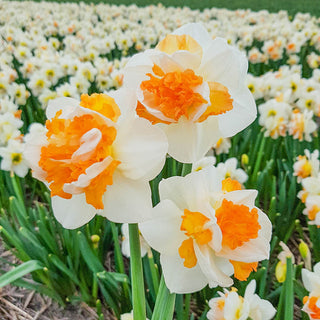 Double Daffodils