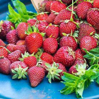 Strawberry Junebeauring Honeoye