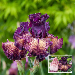 Drama Queen Bearded Iris