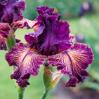 Drama Queen Bearded Iris