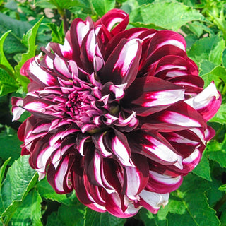 Tartan Dahlia