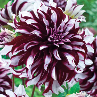 Tartan Dahlia