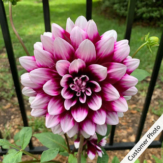 Tartan Dahlia