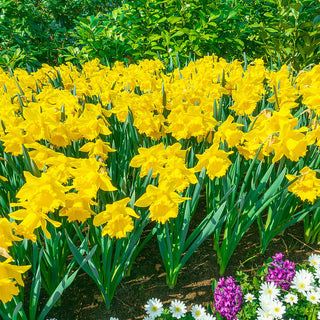 Yellow Trumpet Daffodils