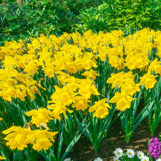 Yellow Trumpet Daffodils