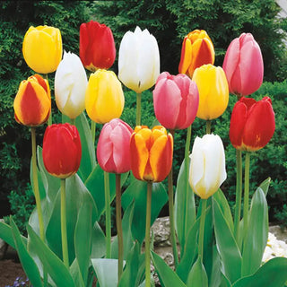 Perennial Tulip Mixture