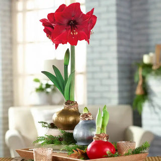 Waxed Amaryllis