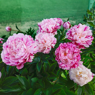 Candy Stripe Peony