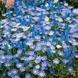 Awash In Blue Ground Cover Mixture