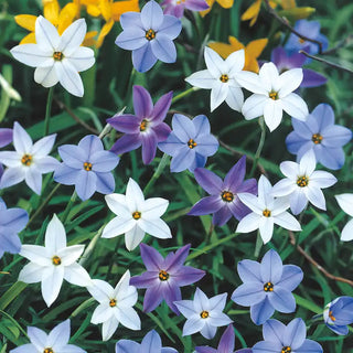 Delft Spring Starflower Mixture