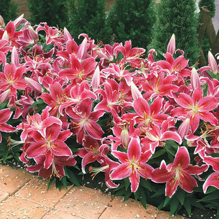 Starlight Magic Oriental Carpet Border Lily