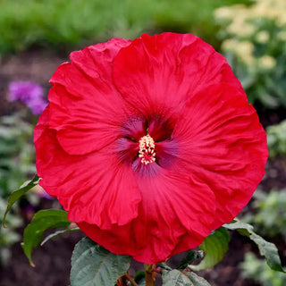 Valentines Crush Hibiscus