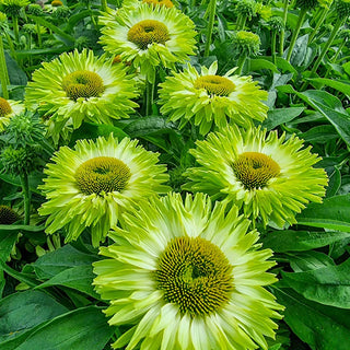 Apple Green Coneflower