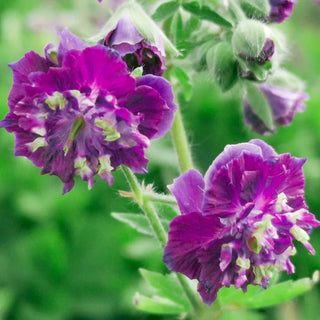 Joseph Green Geranium