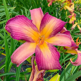 Dutch Star Reblooming Daylily