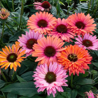 Sunseekers Rainbow Coneflower