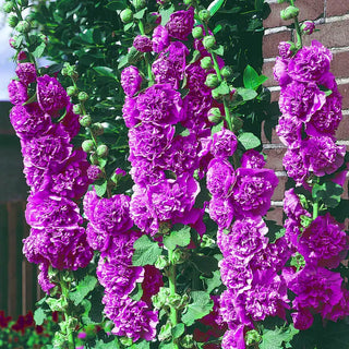 Chaters Violet Double Hollyhock