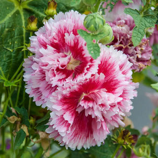 Fiesta Time Hollyhock