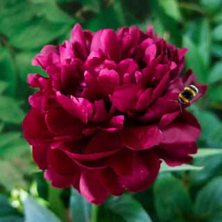 Cherry Hill Peony