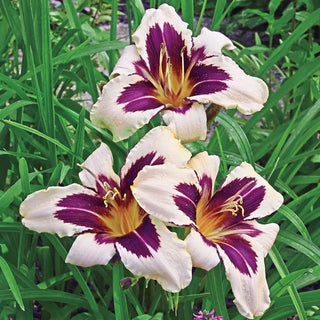 Daylily Wild Horses Reblooming