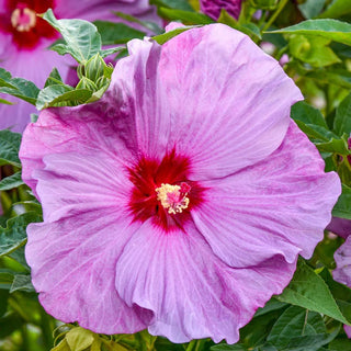 Lilac Crush Hibiscus