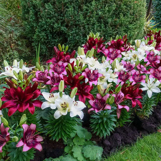 Hugs And Kisses Carpet Border Lily Mixture