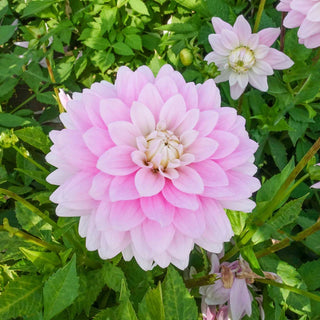 Offshore Dream Dahlia