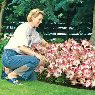 Carpet Lilies