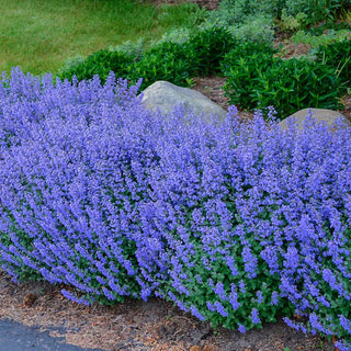 Purrsian Blue Catmint