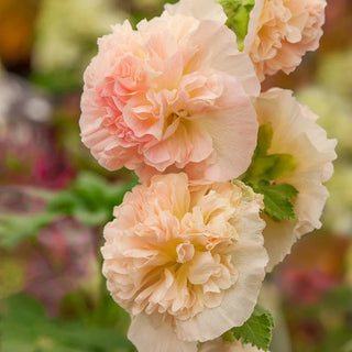 Chaters Double Chamois Hollyhock