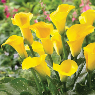 Calla Lilies