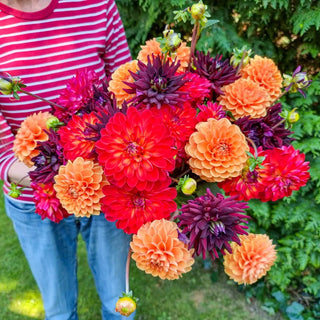 Hot Chilies Dahlia Mixture