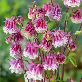 Pink Petticoat Columbine