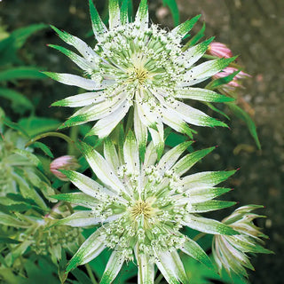 Shaggy Astrantia