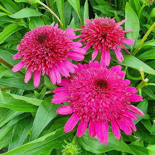 Blueberry Cheesecake Coneflower