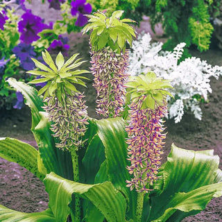 Bicolor Pineapple Lily