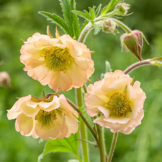 Apricot Pearl Geum