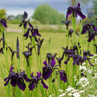 Black Iris