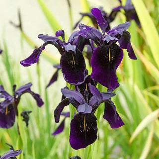 Black Iris