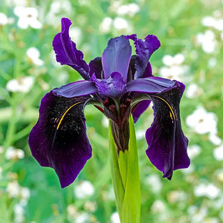 Black Iris